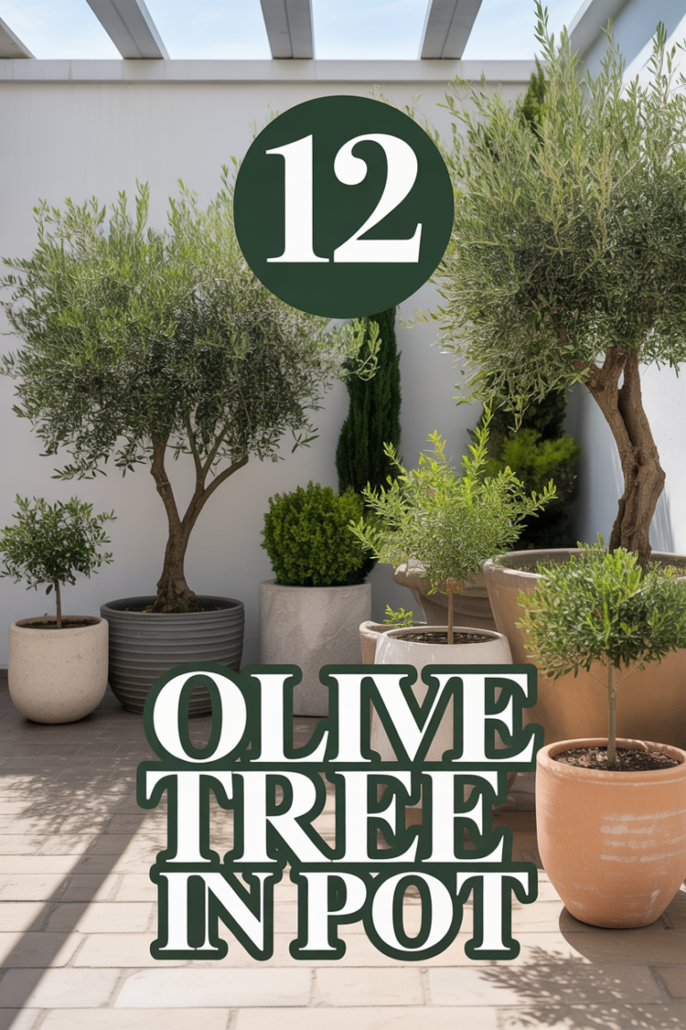 🫒 12 Olive Tree In Pot